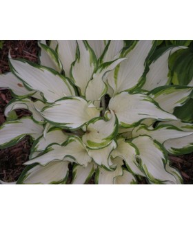 Хоста гибридная Дансинг ин зе Рейн (Hosta hybride Dancing in the Rain) контейнер 2л