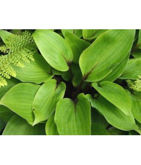 Хоста гибридная Пурпл Харт (Hosta hybride Purple Heart) контейнер 2л
