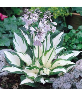 Хоста гибридная Файр энд Айс (Hosta hybride Fire & Ice) контейнер 2л