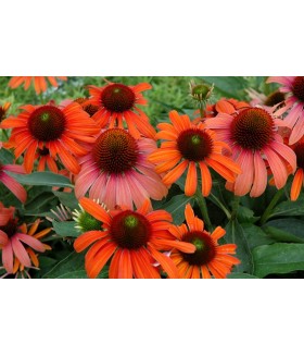 Эхинацея пурпурная Джулия (Echinacea purpurea Julia) контейнер 2л