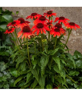 Эхинацея пурпурная Ред Перл (Echinacea purpurea Red Pearl) контейнер 2л