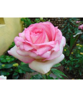 Роза чайно-гибридная Biedermeier Garden (Бидемейер Гарден) контейнер 5л