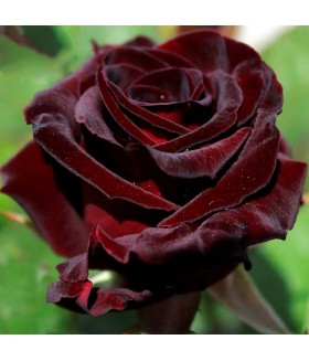 Роза чайно-гибридная Black Baccara (Блэк Баккара) контейнер 5л
