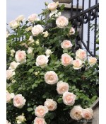 Роза плетистая Palais Royal (Палаис Роял) контейнер 5л