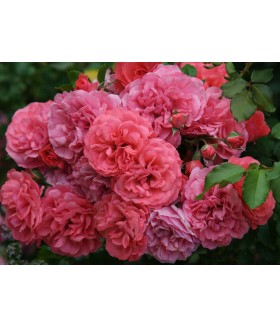 Роза плетистая Rosarium Uetersen (Розариум Ютерзен) контейнер 5л