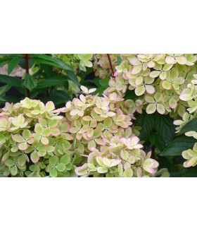 Гортензия метельчатая Пастель Грин (Hydrangea paniculata 'Pastel Green'') контейнер 7-10л