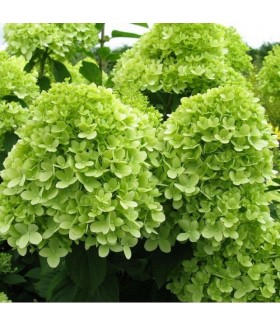 Гортензия метельчатая Мохито (Hydrangea paniculata Mojito) контейнер 7-10л