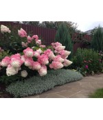 Гортензия метельчатая Саммер Лав (Hydrangea paniculata 'Summer Love) контейнер 5л