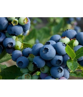 Голубика садовая Патриот ( Vaccinium corymbosum Patriot) контейнер 5 л