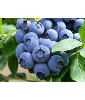 Голубика садовая Bluecrop (Vaccinium corymbosum Bluecrop) контейнер 5л