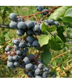 Голубика садовая Голдтраубе (Vaccinium corymbosum Goldtraube) контейнер 7л