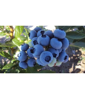 Голубика садовая Дюк ( Vaccinium corymbosum DUKE) контейнер 5л