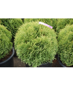 Туя западная Little Giant, контейнер, размер 40-60 см