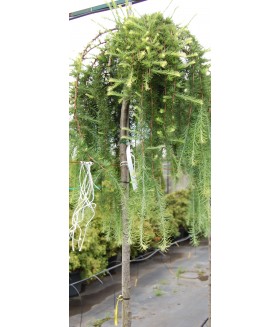 Лиственница японская Stiff Weeper (Larix kaempferi), штамб 180см, контейнер
