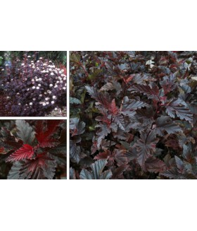 Пузыреплодник калинолистный Ред Барон (Physocarpus opulifolius 'Red Baron') контейнер 3л