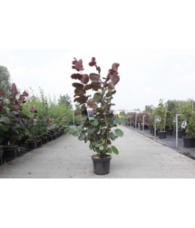 Лещина maxima Purpurea, размер 120/150 см,контейнер 10 л