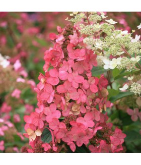 Гортензия метельчатая Пинк Диамонд (Hydrangea paniculata 'Pink Diamond') контейнер 3л