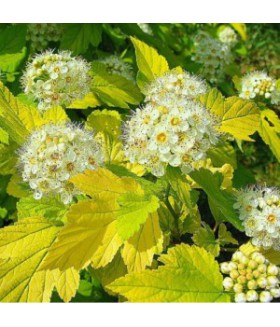 Пузыреплодник калинолистный Лютеус (Physocarpus opulifolius ’Luteus’) контейнер 5л