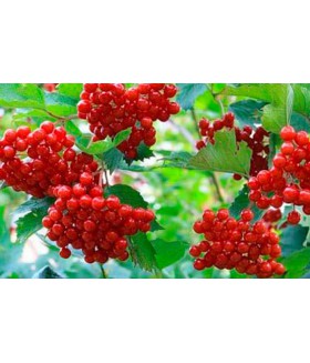 Калина сладкоплодная, контейнер 20 л, высота 120/150 см