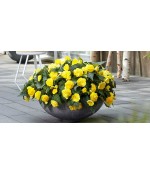Бегония клубневая в ассортименте, контейнер 0,5 л